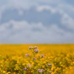 closeup wild prairie flowers at the bright autumn day