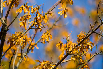closeup red dry tree branch on blue sky, beautiful natural autumn outdoor background