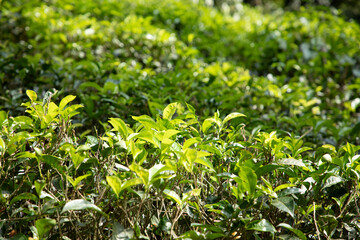 high mountain tea plantation in Sri Lanka