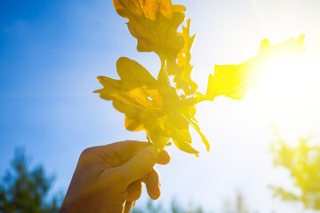 man hand hold oak tree branch in light of sparkle sun