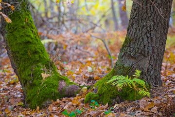 closeup oak tree in autumn forest covered by red dry leaves