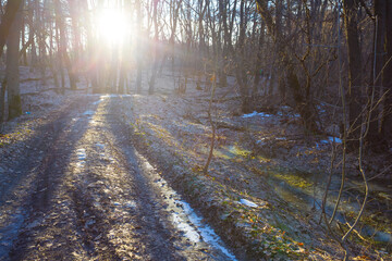 winter forest glade in light of sparkle sun