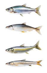Obraz premium Discover herring fish details on a white backdrop for artistic inspiration