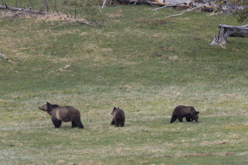 Grizzly Bear Sow and Cubs in Springtime in Yellowstone National Park Wyoming