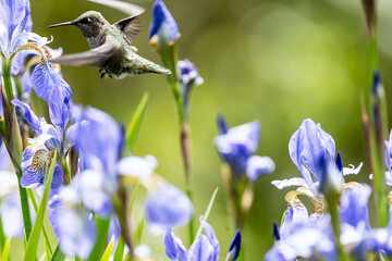 Hummingbird 