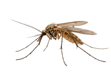 Mosquito on White Background