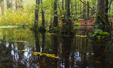 Fototapeta premium Fooled swamp with tree, fern and autumn leaf. Czech calm landscape