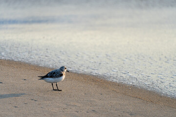 Sanderling bird runs away from the surf of the Atlantic Ocean, looking for food. Nags Head, North Carolina