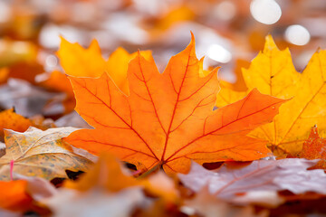 A close-up of vibrant autumn leaves in shades of orange, creating a seasonal atmosphere.