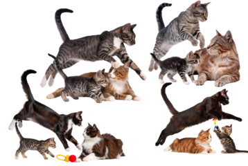 Set of Charming Cat Collage on Transparent Background