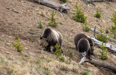 Grizzly Bear Sow and Cubs in Springtime in Yellowstone National Park Wyoming