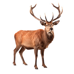 Fototapeta premium Red deer isolated on white background, cut out