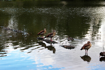 Ducks
Birds
A representative of birds from several genera of the Anatidae family.