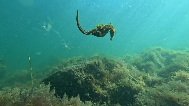 A yellow, camouflaged seahorse sleeps, gripping the top of yellow plants with its tail, gently swaying with the underwater wave currents. Check the gallery for similar footages.