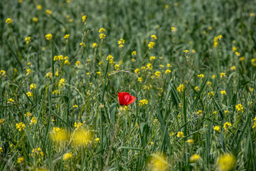Désert de Bardenas en Espagne