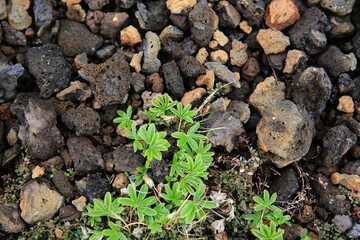 Landschaftsbild auf Island, Detail Aufnahme von Vulkangestein

