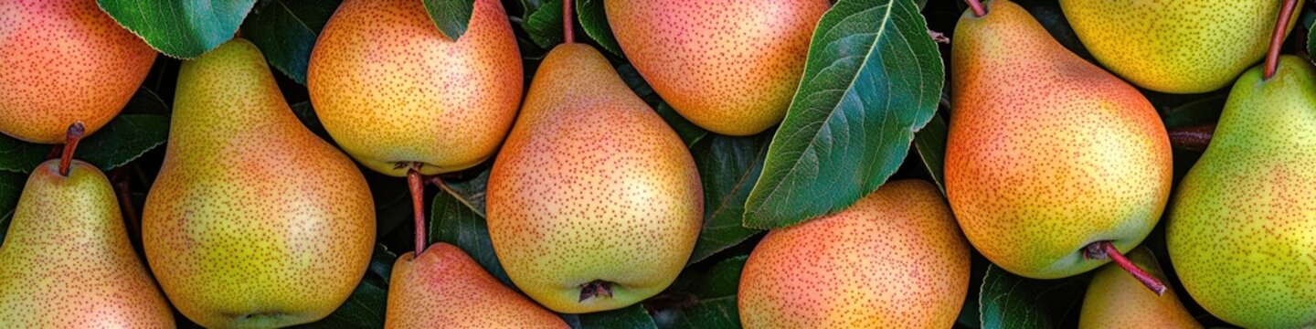 pears on a tree branch. Selective focus