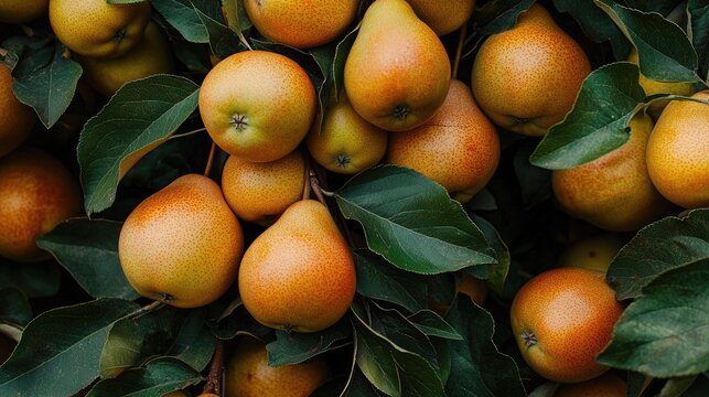 pears on a tree branch. Selective focus