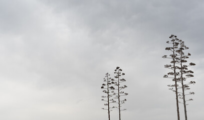 Three tall thin trees standing under cloudy sky