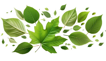 Fototapeta premium green leaves isolated on white background 