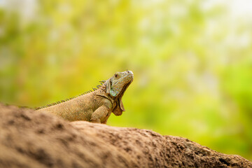 iguana