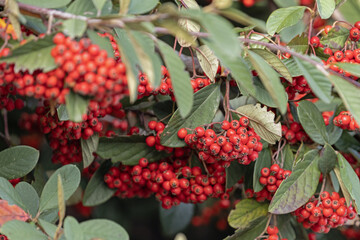 Baies rouges du Cotoneaster lacteus en automne	