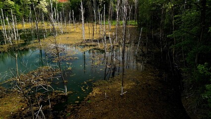 Broken Trees in Water with Brown Leaves and Green Shoreline The image shows broken trees submerged in the water, with a dense layer of brown leaves covering the surface. The right side of the photo fe