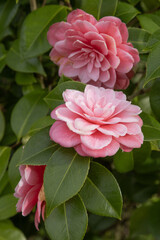 Camelia rose	