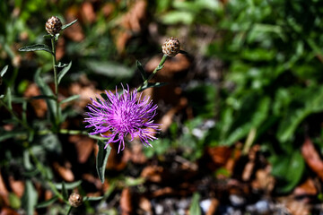 bumblebee on thistle