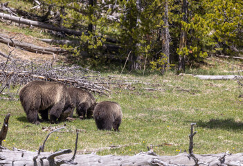 Grizzly Bear Sow and Cubs in Springtime in Yellowstone National Park Wyoming