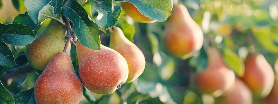 pears on a tree branch. Selective focus