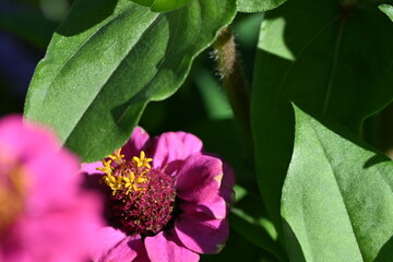 Common zinnia