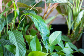 A detailed close up of a plant with lush green leaves in a pot