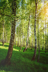 Grove of birches with young green leaves at sunset or sunrise in spring or summer. Vintage film aesthetic.