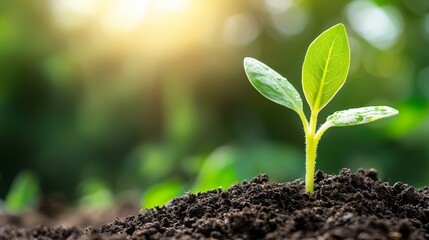 A close-up of a young plant growing in a perfectly tilled field, with golden sunlight breaking over the horizon, emphasizing the importance of nurturing growth.