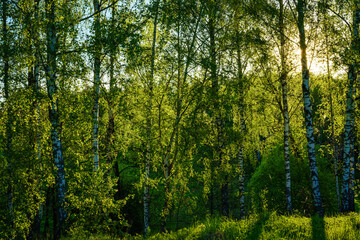 Grove of birches with young green leaves at sunset or sunrise in spring or summer.