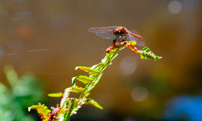 Dragonfly resting
