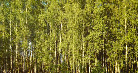Fototapeta premium Grove of birches with young green leaves at sunset or sunrise in spring or summer. Vintage film aesthetic.