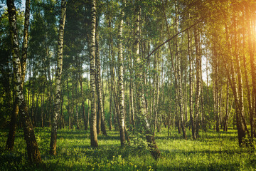 Grove of birches with young green leaves at sunset or sunrise in spring or summer. Vintage film aesthetic.