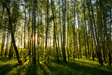Grove of birches with young green leaves at sunset or sunrise in spring or summer.