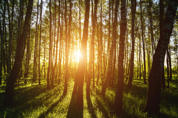 Obraz premium Grove of birches with young green leaves at sunset or sunrise in spring or summer. Vintage film aesthetic.