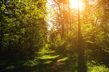 Sunbeams streaming through the pine trees and illuminating the young green foliage on the bushes in the pine forest in spring. Vintage film aesthetic.
