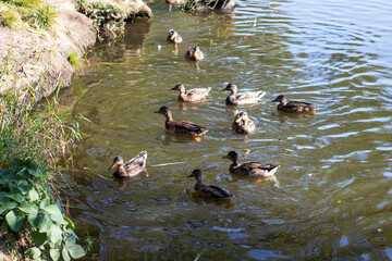 A cheerful group of ducks is gracefully swimming in a serene pond