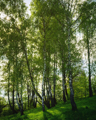 Grove of birches with young green leaves at sunset or sunrise in spring or summer. Vintage film aesthetic.