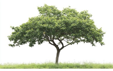 Fototapeta premium tree isolated stock photo on white background