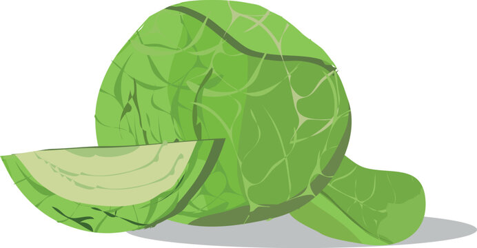 col rizada which translates as cabbage kale and Brassica clipart isolated on transparent background