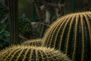 Botanical garden with color blossoms of flowers in summer hot morning
