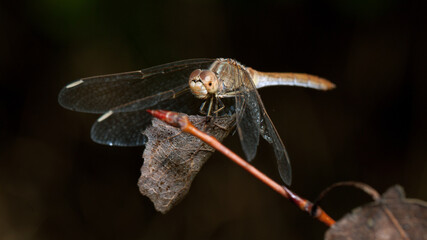 close up of dragonfly