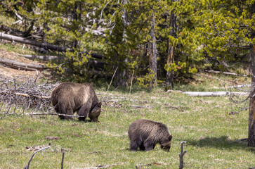 Grizzly Bear Sow and Cubs in Springtime in Yellowstone National Park Wyoming