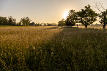 High Grass and Trees at Sunrise